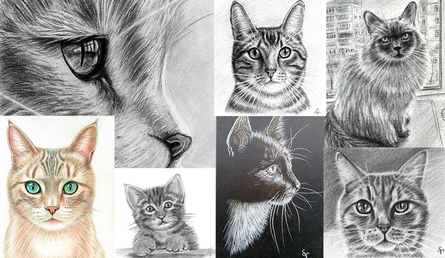 Commission a cat drawing from an artist